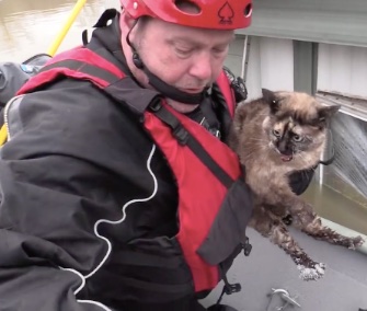 Rescuers from the Humane Society of Missouri saved a cat who was floating in a litterbox.