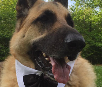 Ben the dog