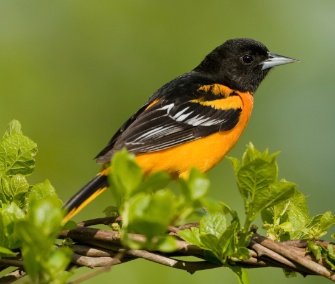 The Baltimore oriole is among the species whose range may change as a result of climate change, according to a new study from the National Audubon Society.