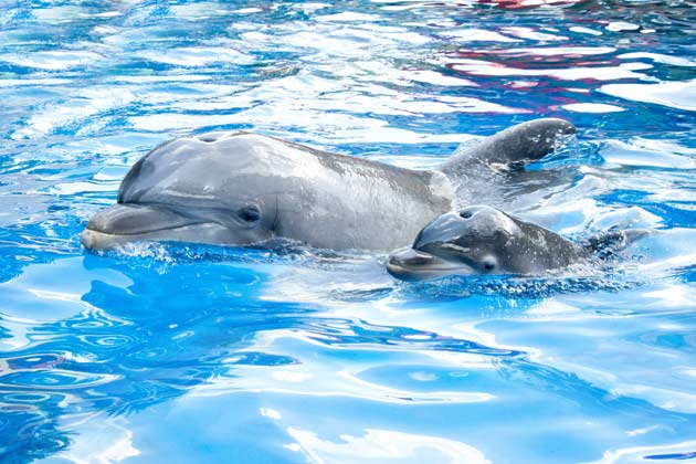 dolphin and calf
