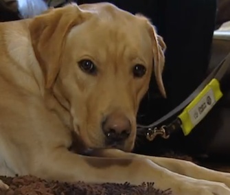 Kaspa has been trained to help his owner with early-stage dementia.