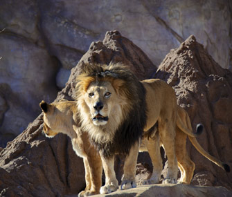 Lions in zoo