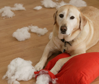 Dog With Anxiety