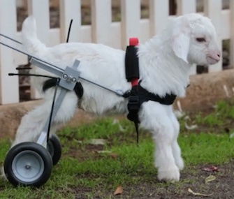 Frostie the baby snow goat takes his first steps at an animal sanctuary in Australia.