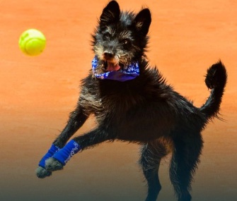 One of six shelter dogs helps fetch balls at the Brazil Open.
