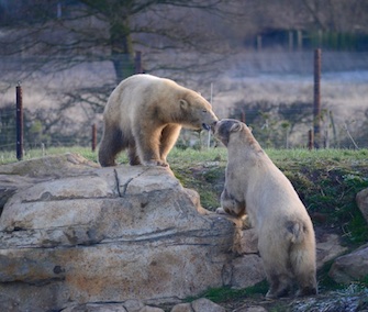Nissan and Nubby quickly became friends when they met at the U.K.'s Yorkshire Wildlife Park.