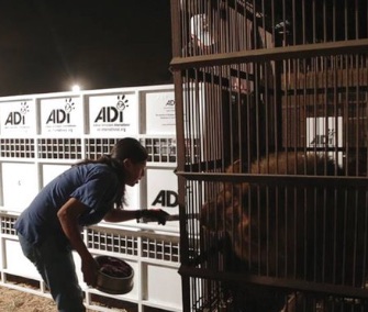 In a massive airlift, 33 lions from South American circuses are being moved to a South African sanctuary.