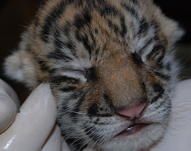 Sacramento zoo tiger cub closeup