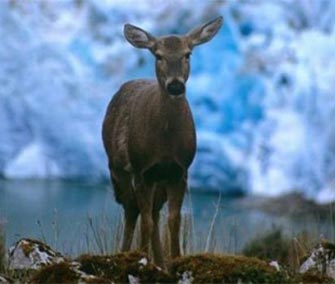 Conservation efforts have helped the Huemul deer, which is a Chilean icon.