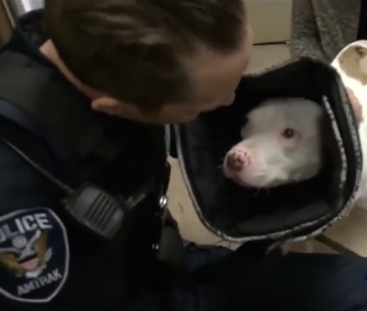 "Miracle" Molly smothered her hero, Amtrak Police Officer Kevin McMullen, with kisses when he visited her on Friday.