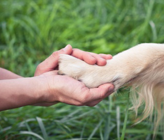holding dog paw
