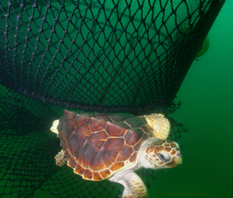 loggerhead turtle escaping a net
