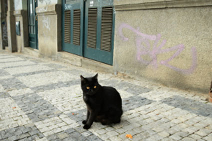 Black cat on street