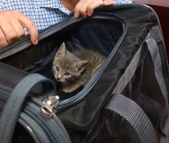 A 6-week-old kitten was adopted by a professor after she survived a 45-minute commute in his SUV's engine.