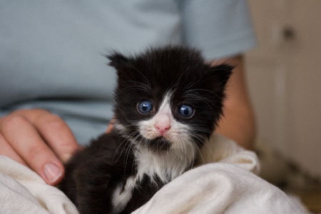 rescued kitten