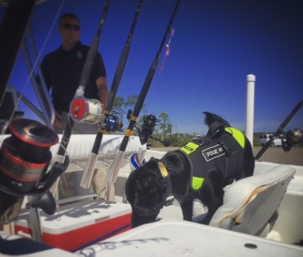 A Spaniel trains to detect hidden fish fillets on a boat in Alabama.