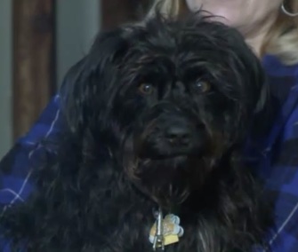 Dillon, a Schnauzer mix, was found caught in a trap during an ice storm.
