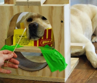 Kady, a Lab involved in the study, trains for the experiment in a mock-up scanner.