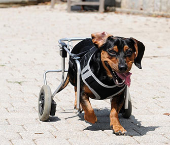 Buster, a special needs Dachshund mix, has a new home.