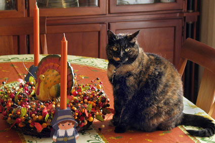 Thanksgiving Cat