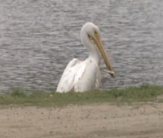 Staff at the California Living Museum helped a pelican with a lure stuck in its beak.