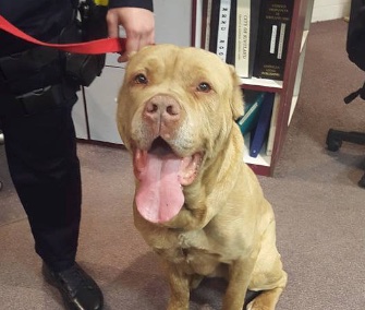 The Kirtland Police Association officially adopted JD, a stray dog the officers fell for.