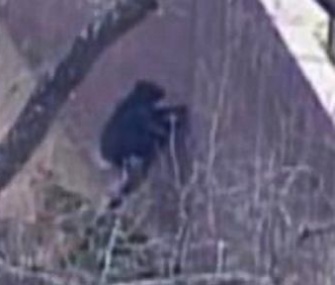 Chimps at the Kansas City Zoo used a 6-foot-long branch to escape their enclosure on Thursday.