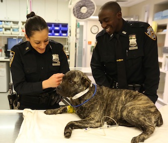 NYPD Officers Melissa Mezzoiuso and George Morinia-Blocker visit Huxley a day after they rescued him.