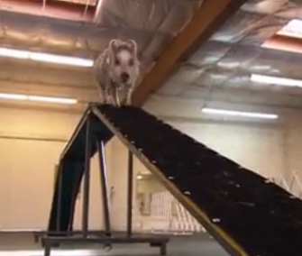 Amy the pig shows off her talent in her dog agility class.