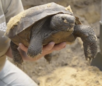 Workers from the Humane Society saved gopher tortoises from a construction site in Florida.