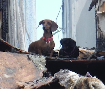 Firefighters in Pennsylvania found two dogs standing on the second floor of their home a day after it burned.