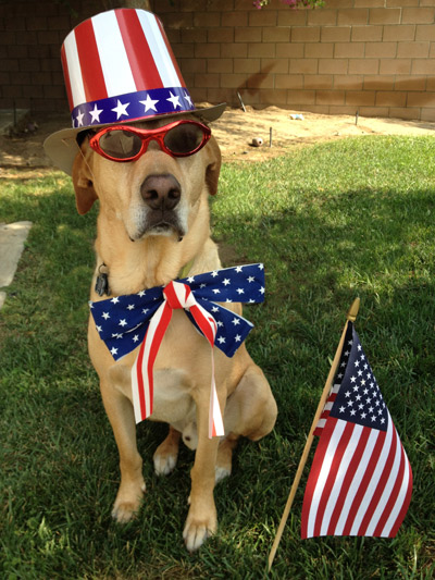 Porter the Labrador/Rhodesian Ridgeback mix shows off his patriotism