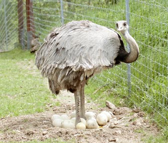 Greater Rhea