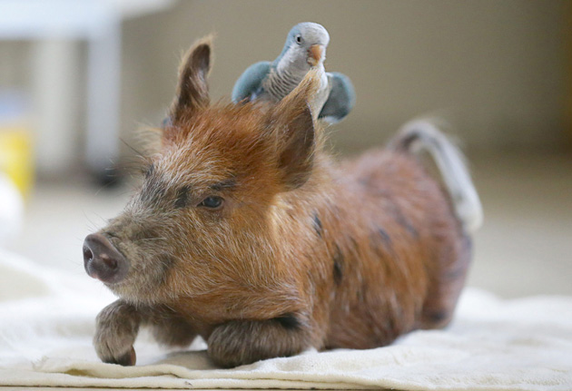 Pig and parrot are best friends