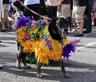 One of the participants marches in the Krewe of Barkus parade on Sunday.
