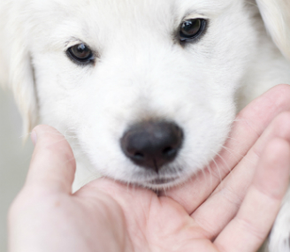 Puppy and hand