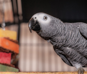 African grey parrot in cage