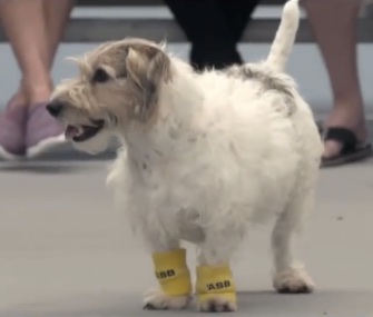 Super Teddy was one of three dogs who acted as ball boys at a practice tennis match in New Zealand.