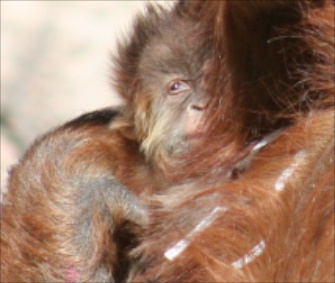 It's a girl! The ABQ BioPark's baby orangutan snuggles with her mom.