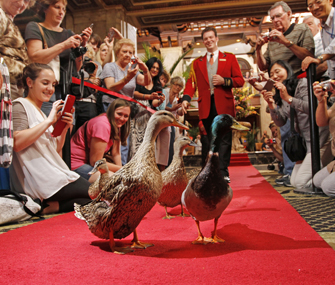 Peabody Hotel Ducks