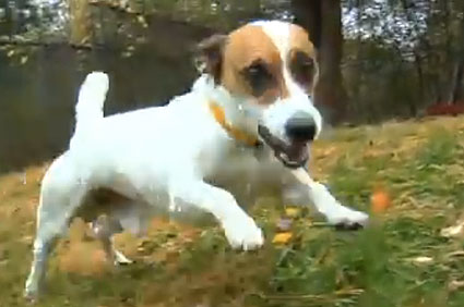 Petey the Jack Russell Terrier
