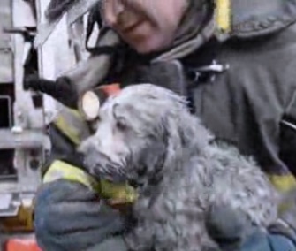 A firefighter saved a 3-month-old Maltese puppy from a devastating fire in Brooklyn Tuesday.