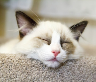 Ragdoll Kitten Sleeping