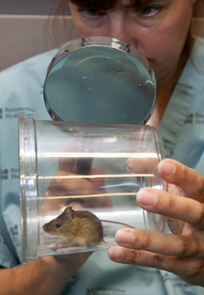 mouse in jar being examined by vet