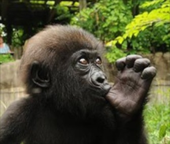 Gladys, a 5-month-old Western lowland gorilla, is bonding with surrogate mom M'Linzi.