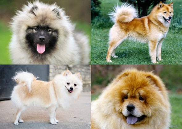 dogs similar to chow chow