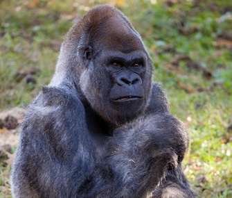 Ozzie, a western lowland gorilla at Zoo Atlanta, turned 52 this week.