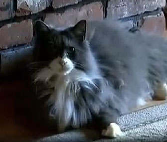 McGee quickly made himself comfortable at home after being missing for three years.
