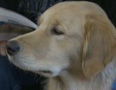 Gracie the comfort dog