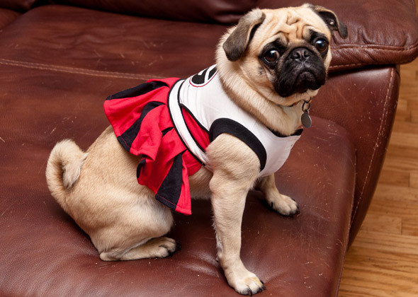 cheerleader-pug-via-zane.hollingsworth-l